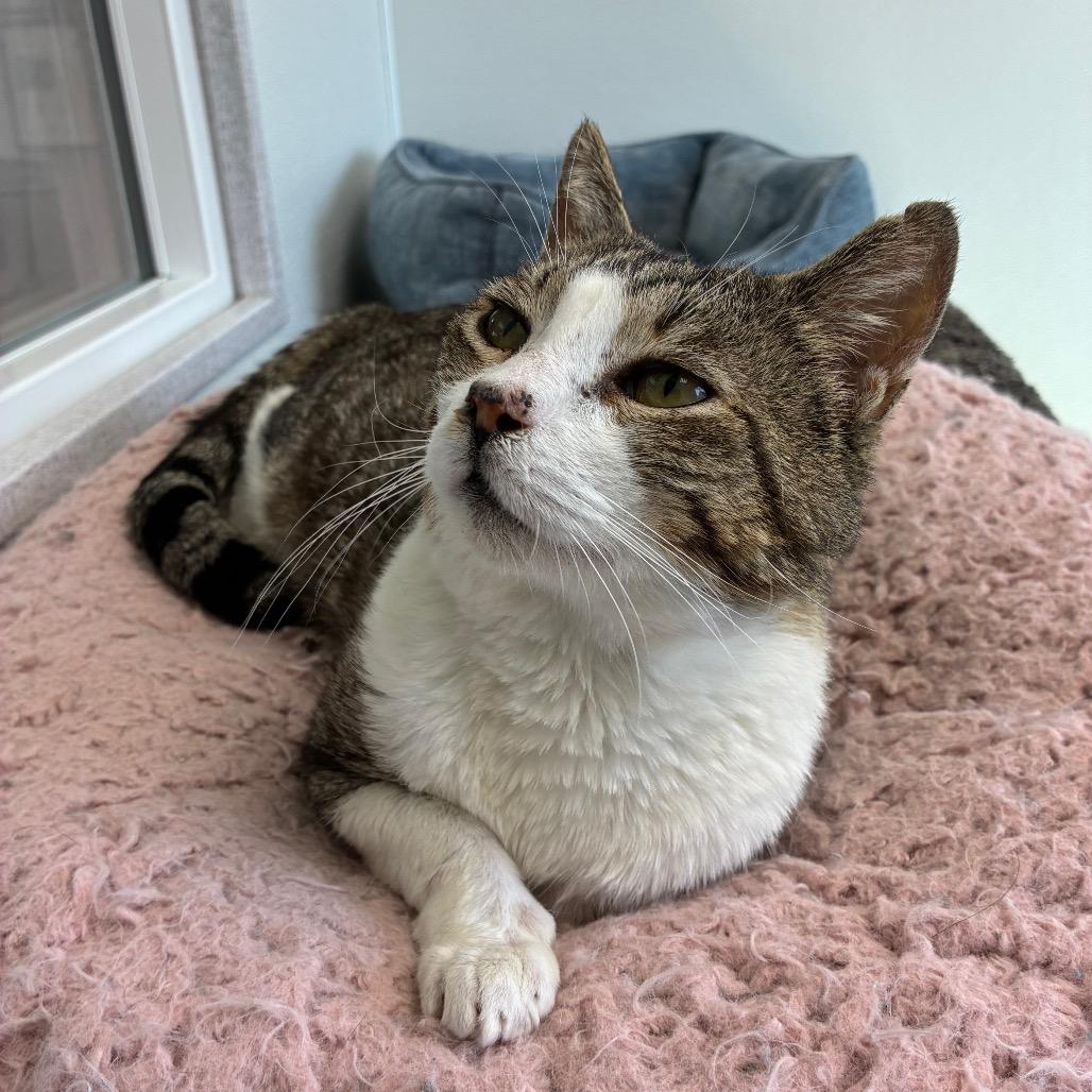 Barney, Adoptable, Adult Male Domestic Short Hair.