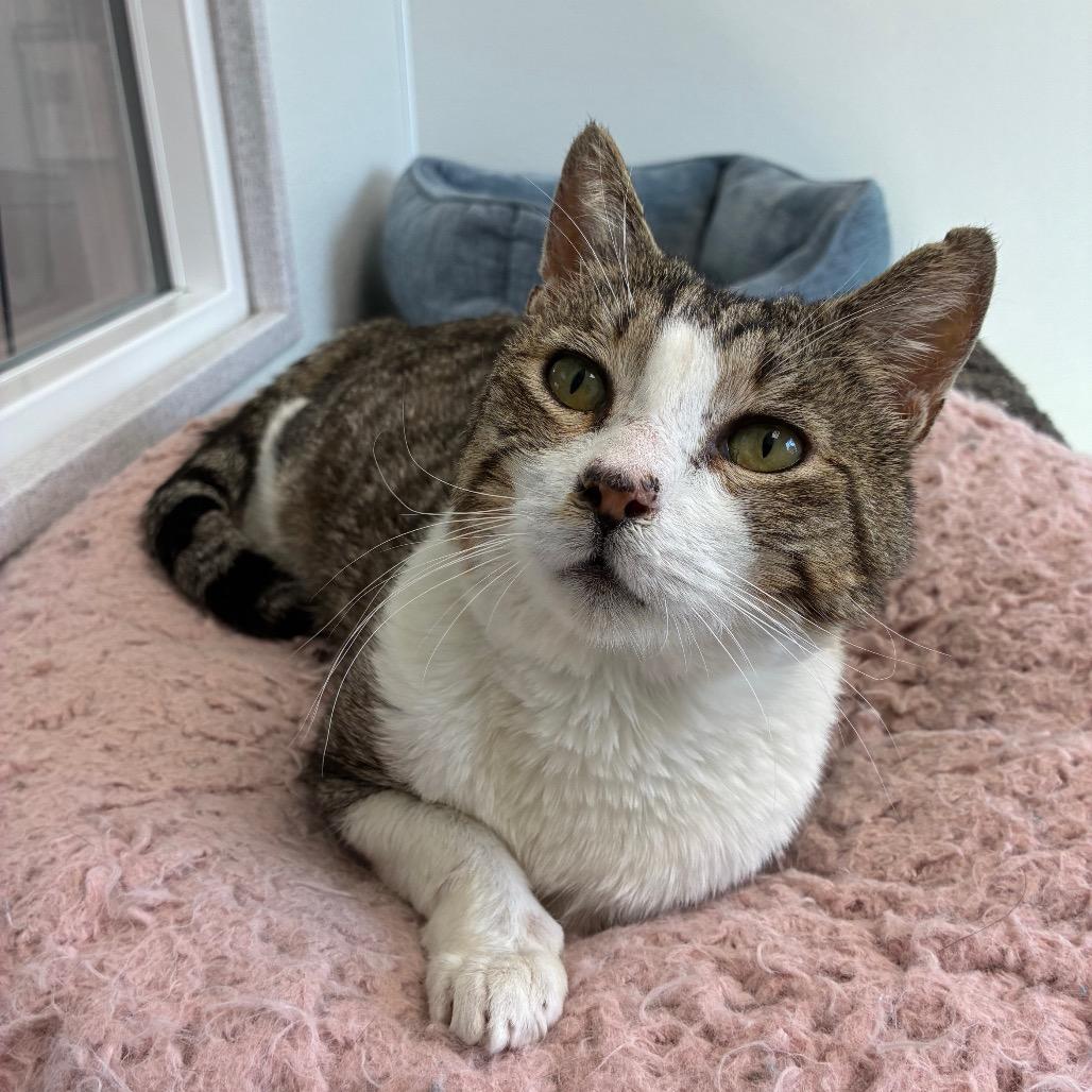Enlarge Barney, a Adoptable Domestic Short Hair in St. Helena, CA image 2/2