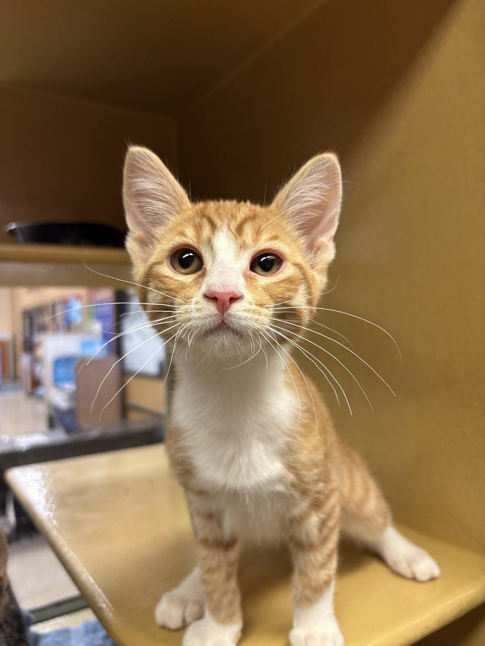 Bon Scott, Adoptable, Kitten Male Domestic Short Hair.