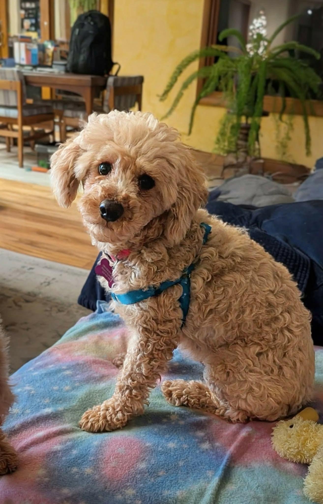 Cassie, ADOPTABLE, Adult Female Miniature Poodle.