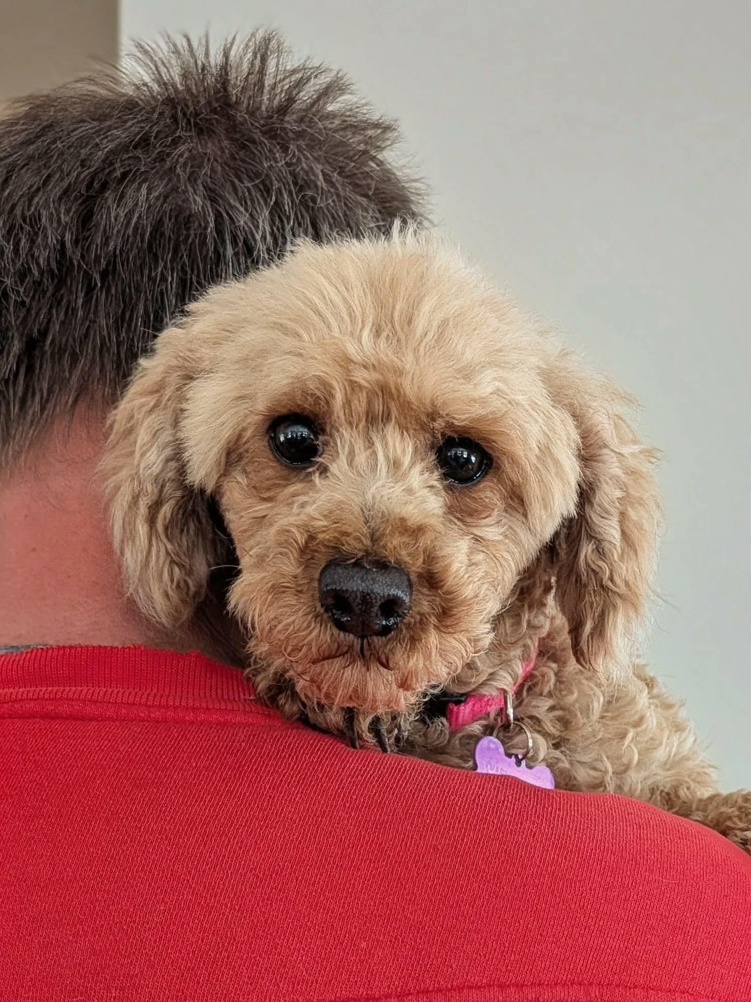 Enlarge Cassie, a ADOPTABLE Miniature Poodle in Whitewater, WI image 2/6