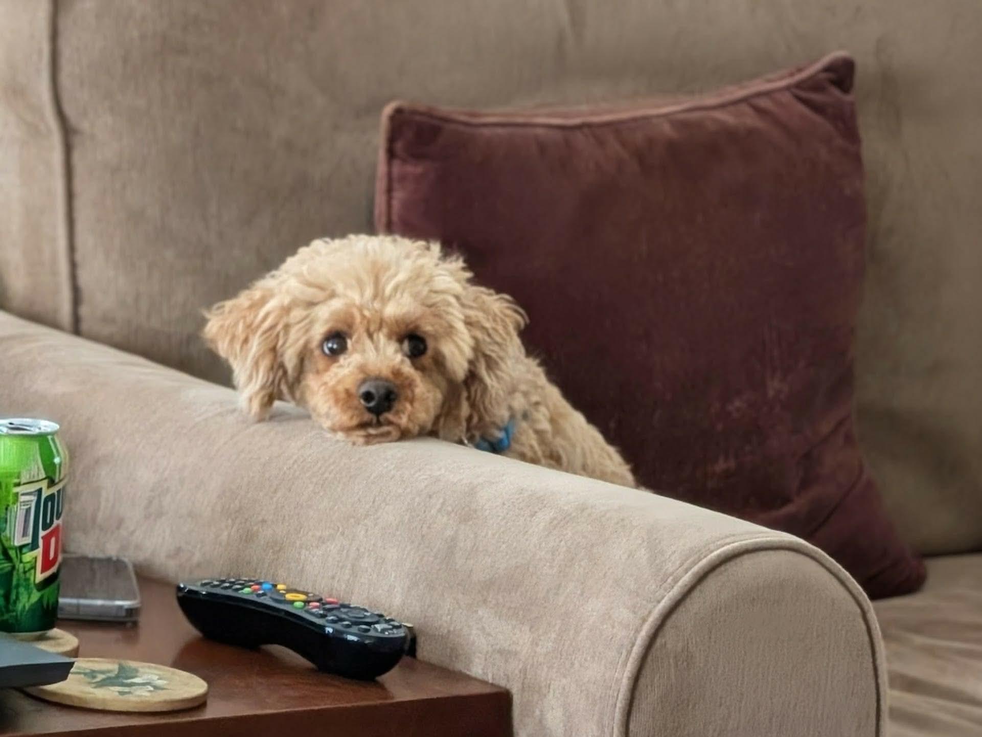 Enlarge Cassie, a ADOPTABLE Miniature Poodle in Whitewater, WI image 6/6