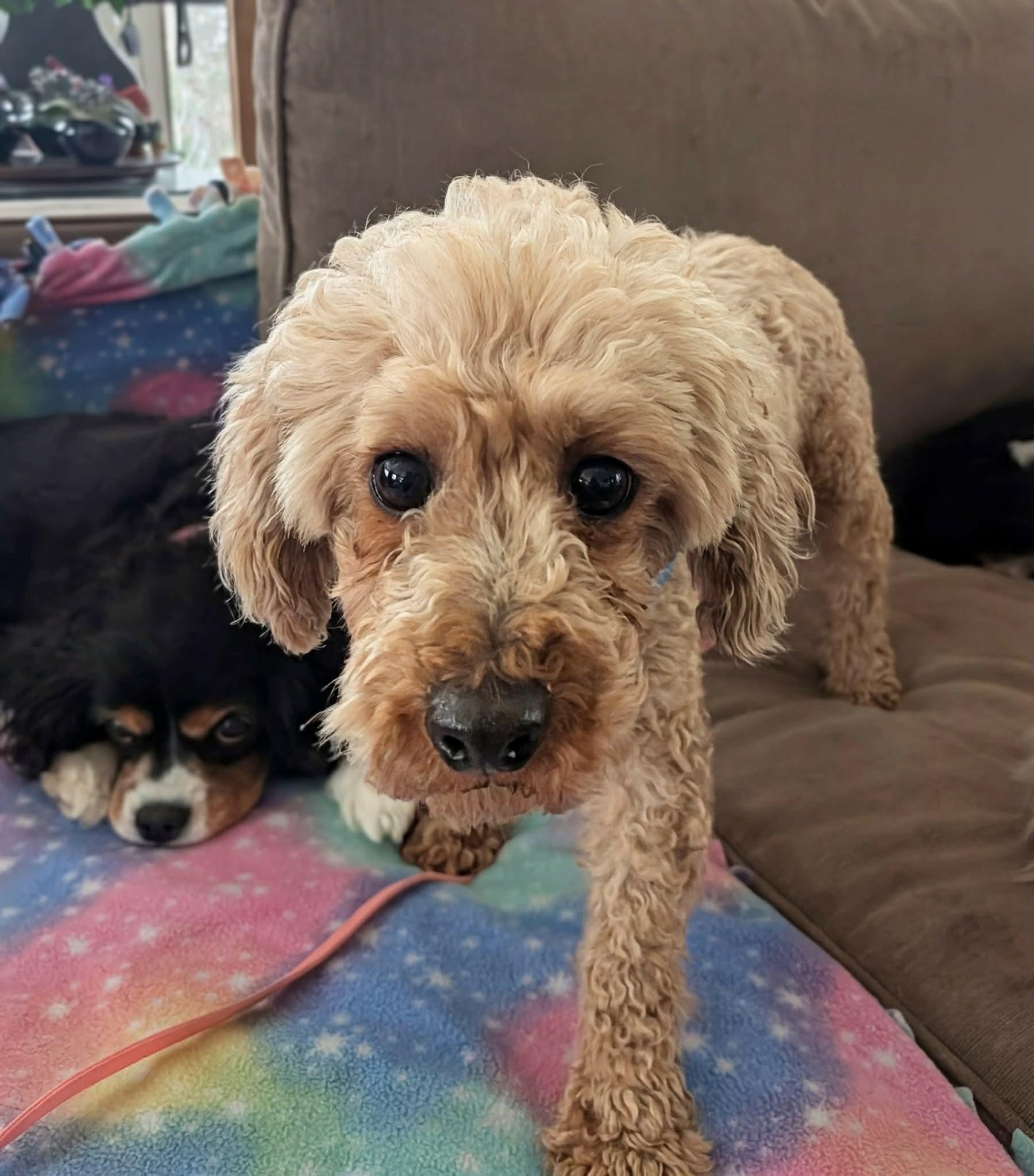 Enlarge Cassie, a ADOPTABLE Miniature Poodle in Whitewater, WI image 3/6