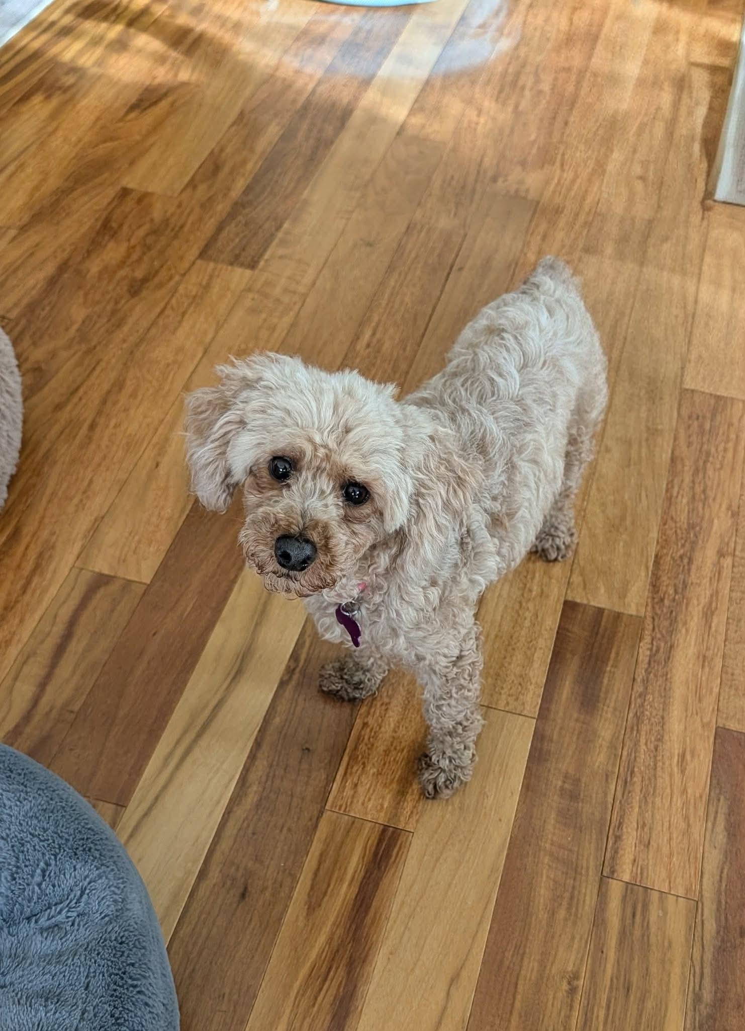 Enlarge Cassie, a ADOPTABLE Miniature Poodle in Whitewater, WI image 4/6