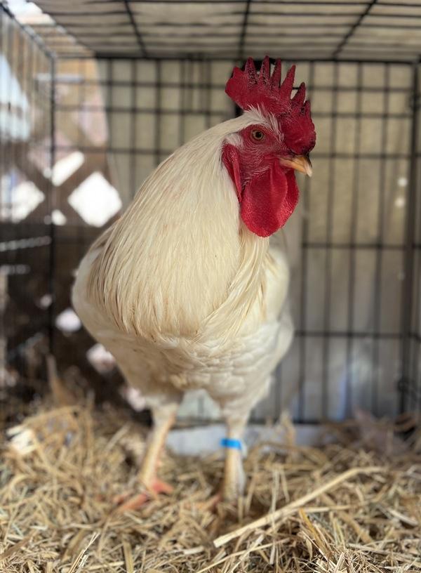 Enlarge Olaf, a Adoptable mixed breed in Monterey, CA image 3/5