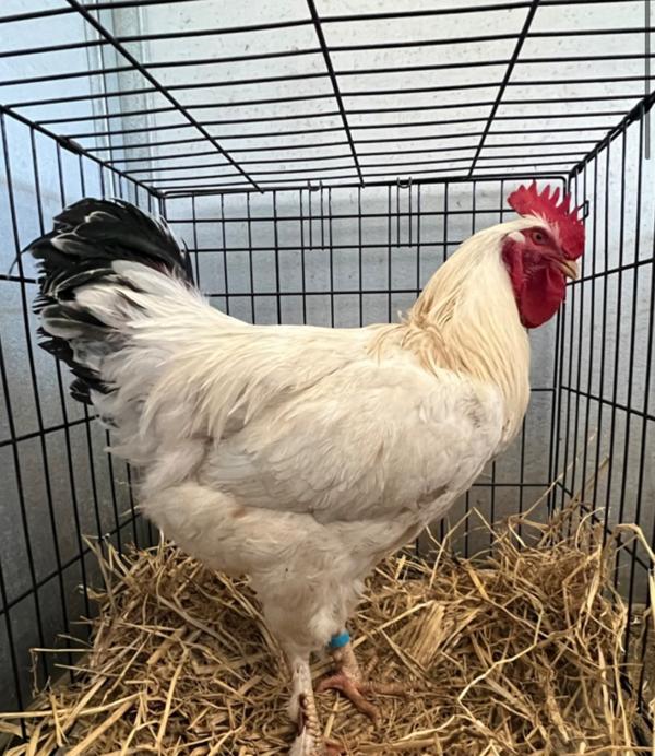 Enlarge Olaf, a Adoptable mixed breed in Monterey, CA image 4/5