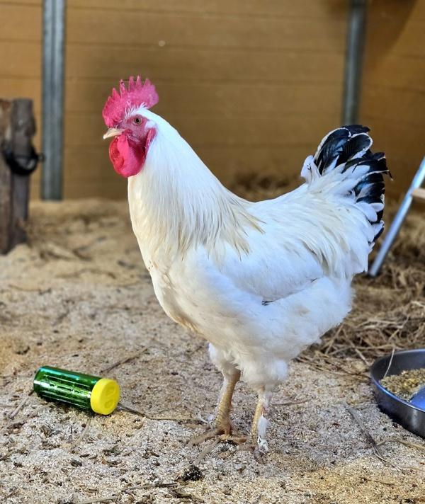 Enlarge Olaf, a Adoptable mixed breed in Monterey, CA image 5/5