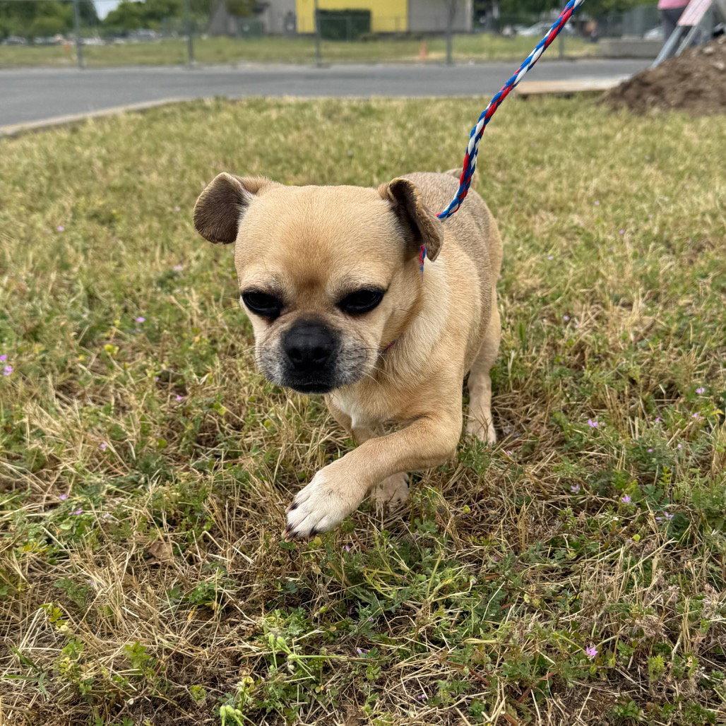 COCO PEANUT, Adopted, Adult Female Pug & Chihuahua.