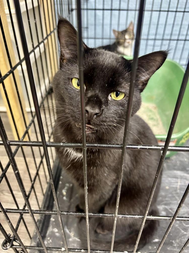 Enlarge Enzo, a Adoptable Domestic Short Hair in West Mifflin, PA image 1/4