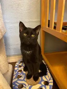 Enlarge Enzo, a Adoptable Domestic Short Hair in West Mifflin, PA image 2/4