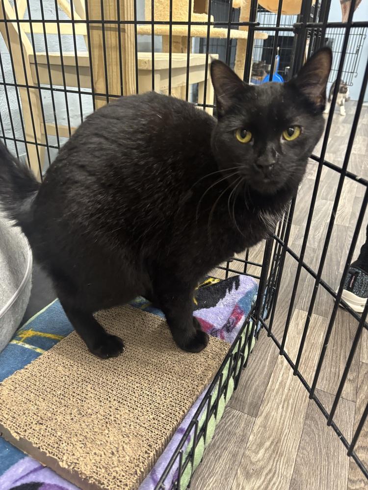 Enlarge Enzo, a Adoptable Domestic Short Hair in West Mifflin, PA image 4/4