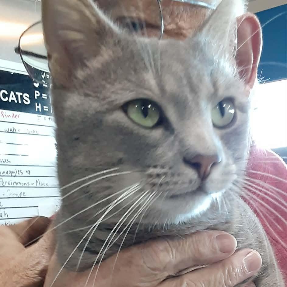 Mr. Snuggles, an adopted Domestic Short Hair in Myrtle Beach, SC image 2/3