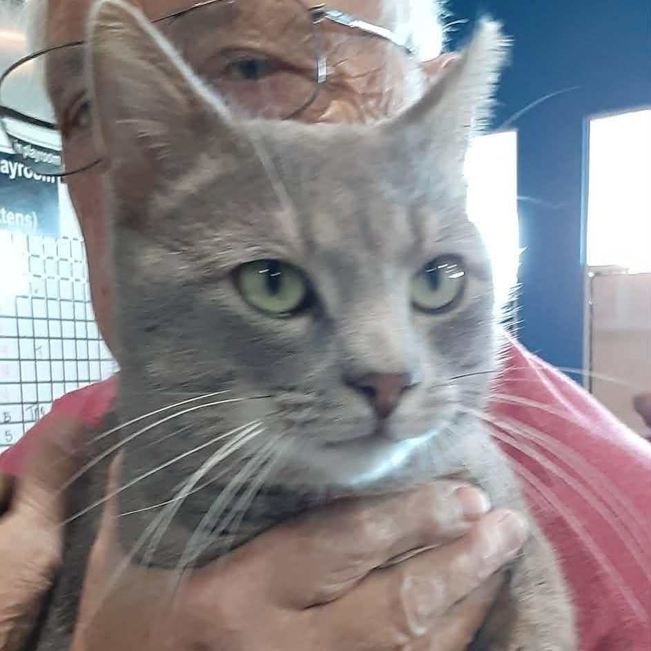 Mr. Snuggles, adopted, Adult Male Domestic Short Hair.