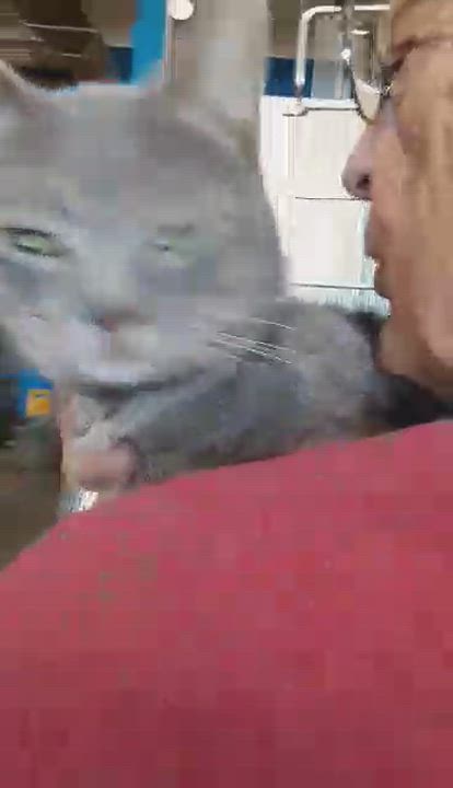 Enlarge Mr. Snuggles, an adopted Domestic Short Hair in Myrtle Beach, SC video 3/3