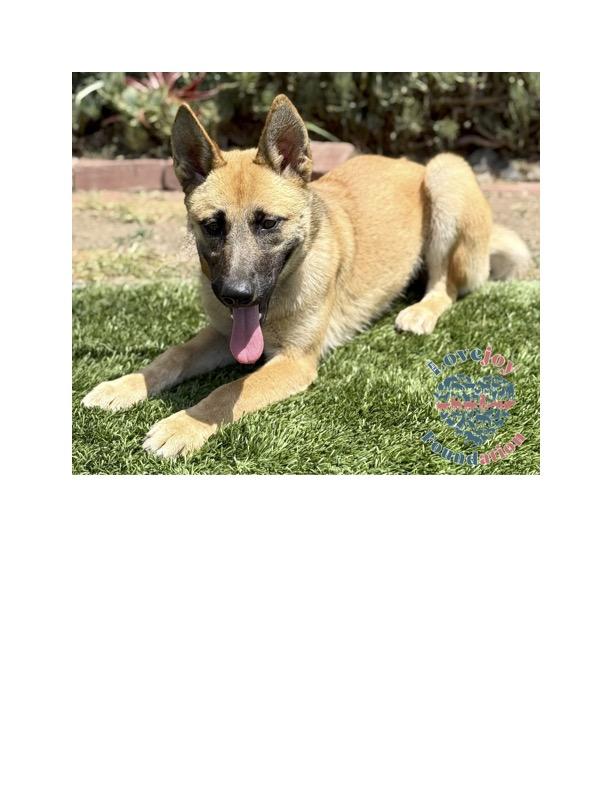 The Abandoned 5 are a group of resilient 7 month old German Shepherd and Belgian Malinois Mix puppie
