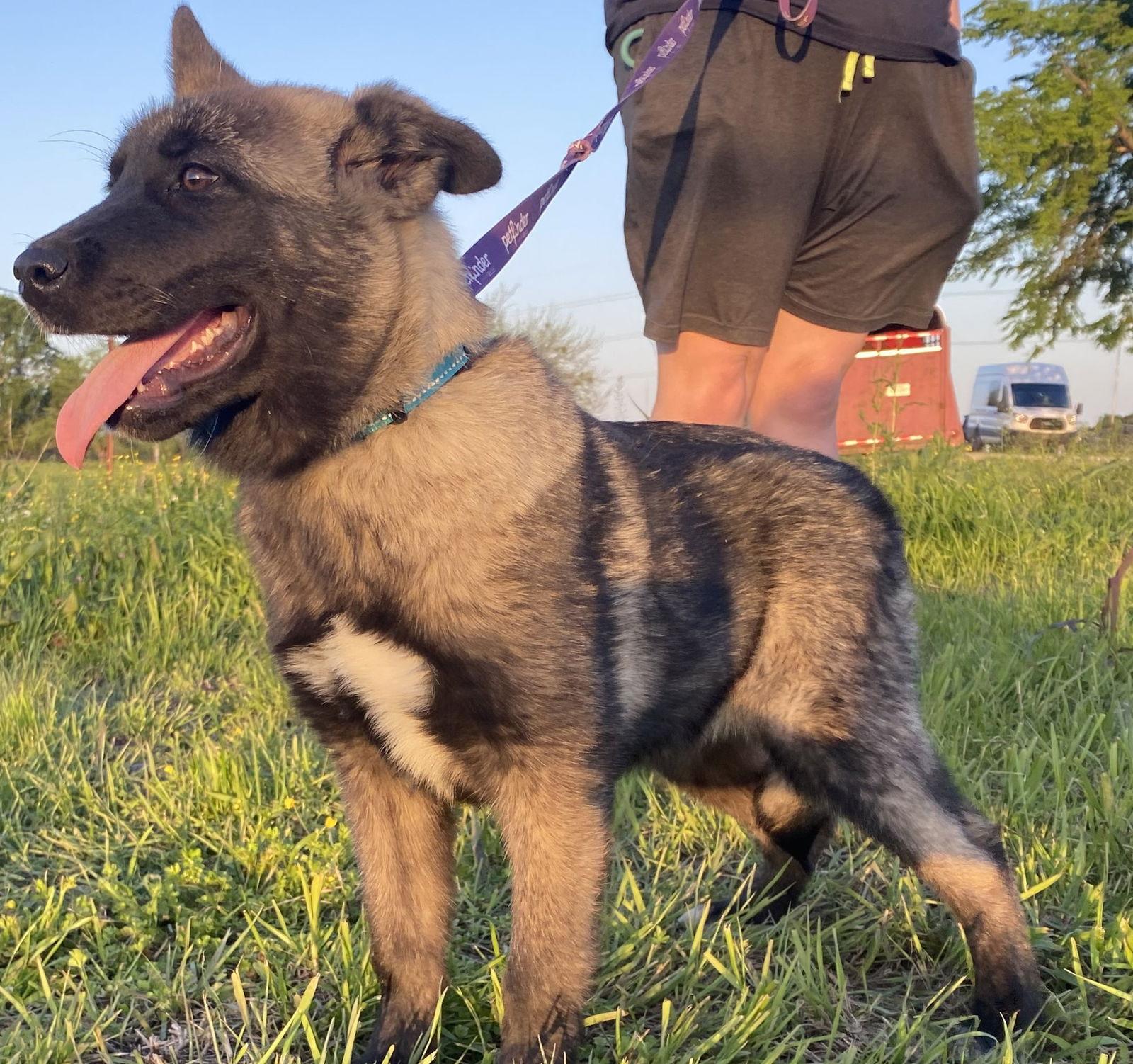 Enlarge Gemma, a Adoptable mixed breed in Klondike, TX image 1/1