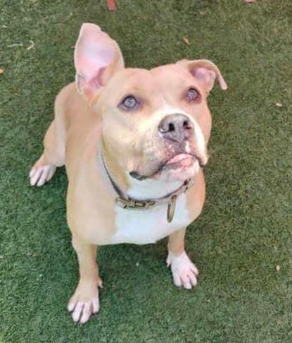 Pheobe - $75 Adoption Fee! Diamond Dog!, Adoptable, Adult Female Pit Bull Terrier & Labrador Retriever.