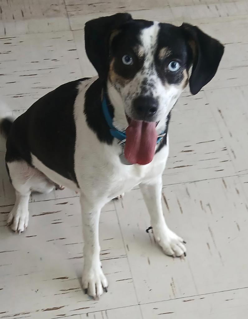 Cypress, Adoptable, Adult Female Beagle & Australian Cattle Dog / Blue Heeler.