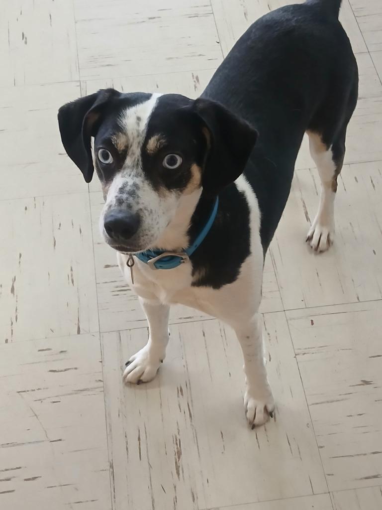 Enlarge Cypress, a Adoptable mixed breed in Little Rock, AR image 3/3