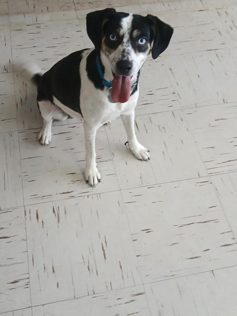 Enlarge Cypress, a Adoptable mixed breed in Little Rock, AR image 3/3