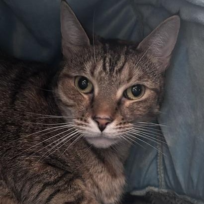 Sandy (IN FOSTER HOME), ADOPTABLE, Adult Female Domestic Short Hair.
