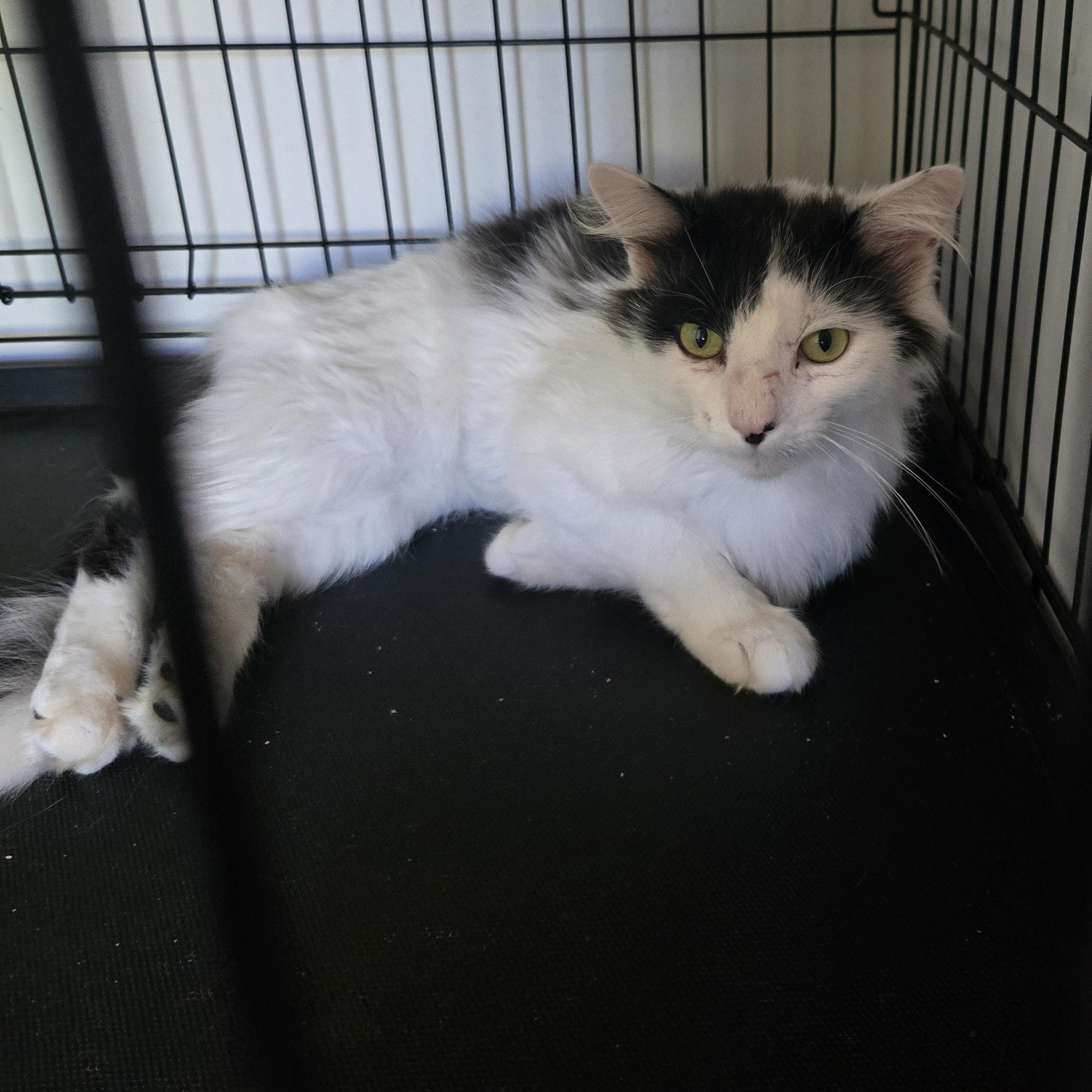 Enlarge Watson, an adopted Domestic Long Hair in Tyner, KY image 1/1