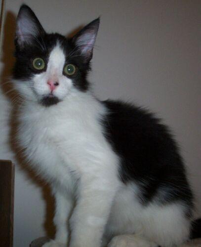 Batman, Adopted, Young Male Domestic Medium Hair.