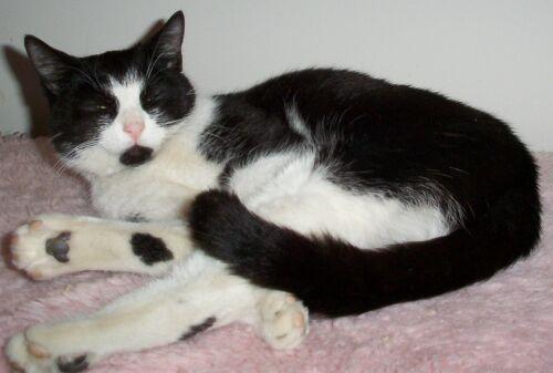 Enlarge Batman, a Adopted Domestic Medium Hair in Reston, VA image 2/2