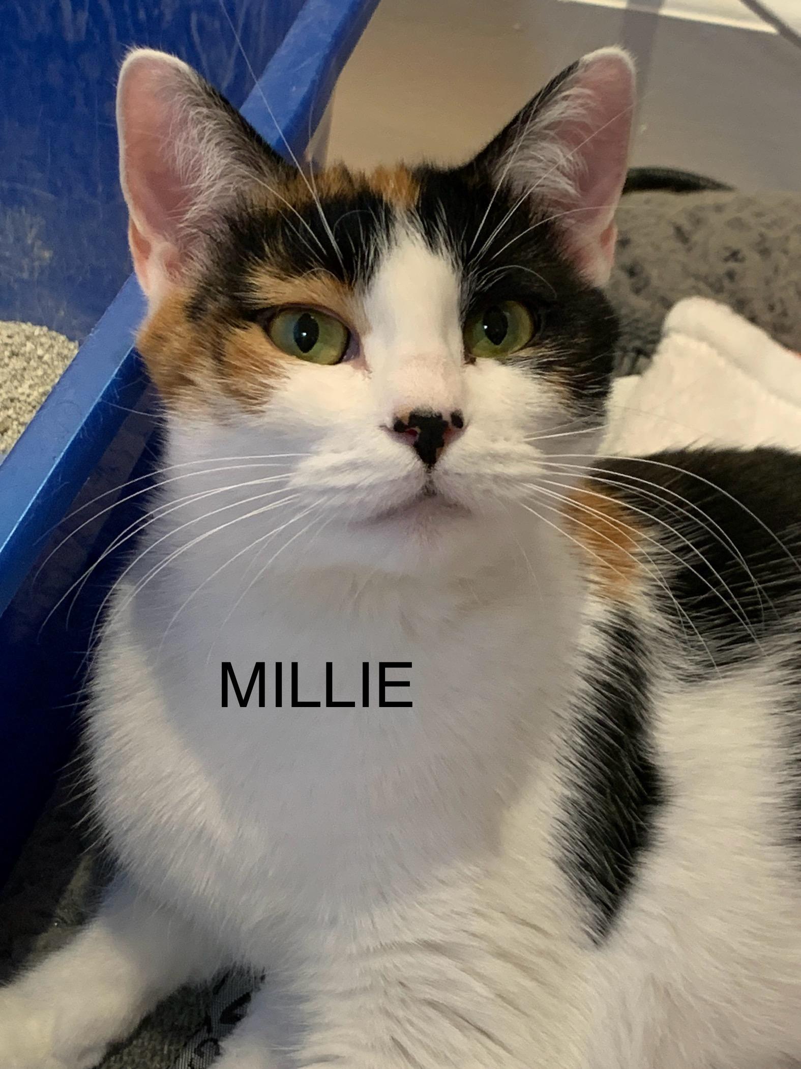Millie, Adoptable, Adult Female Domestic Short Hair.
