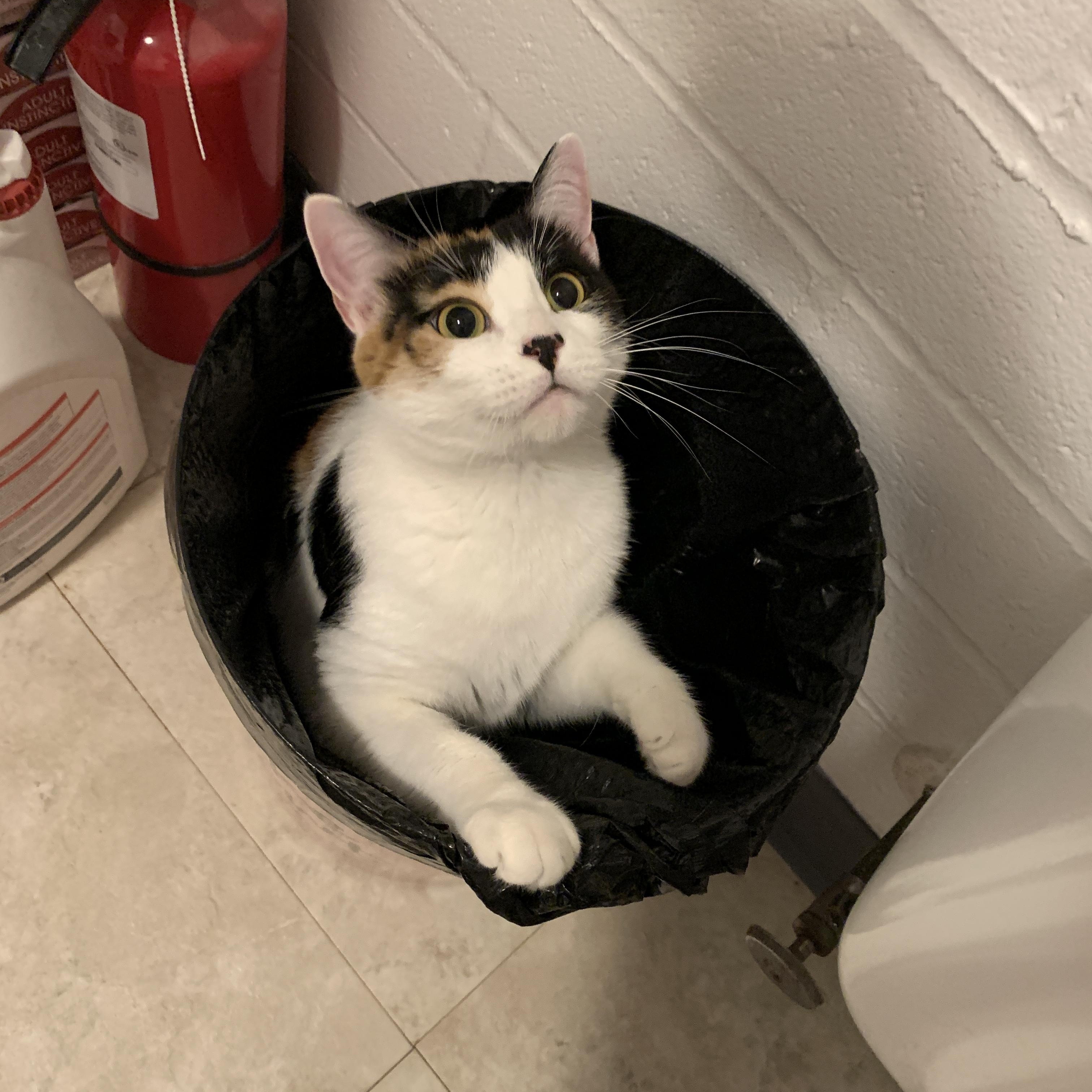 Millie, Adoptable, Adult Female Domestic Short Hair.