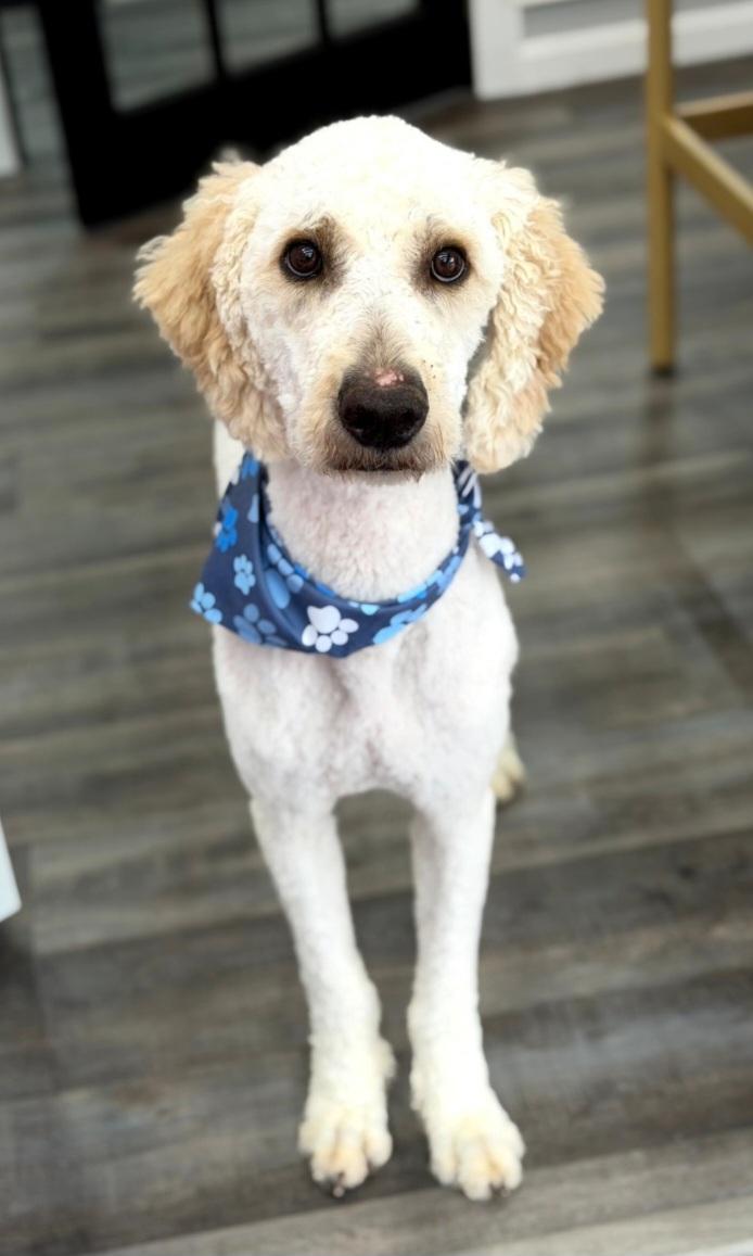 Enlarge Stan, a Adoptable Goldendoodle in Clarksburg, MD image 5/6