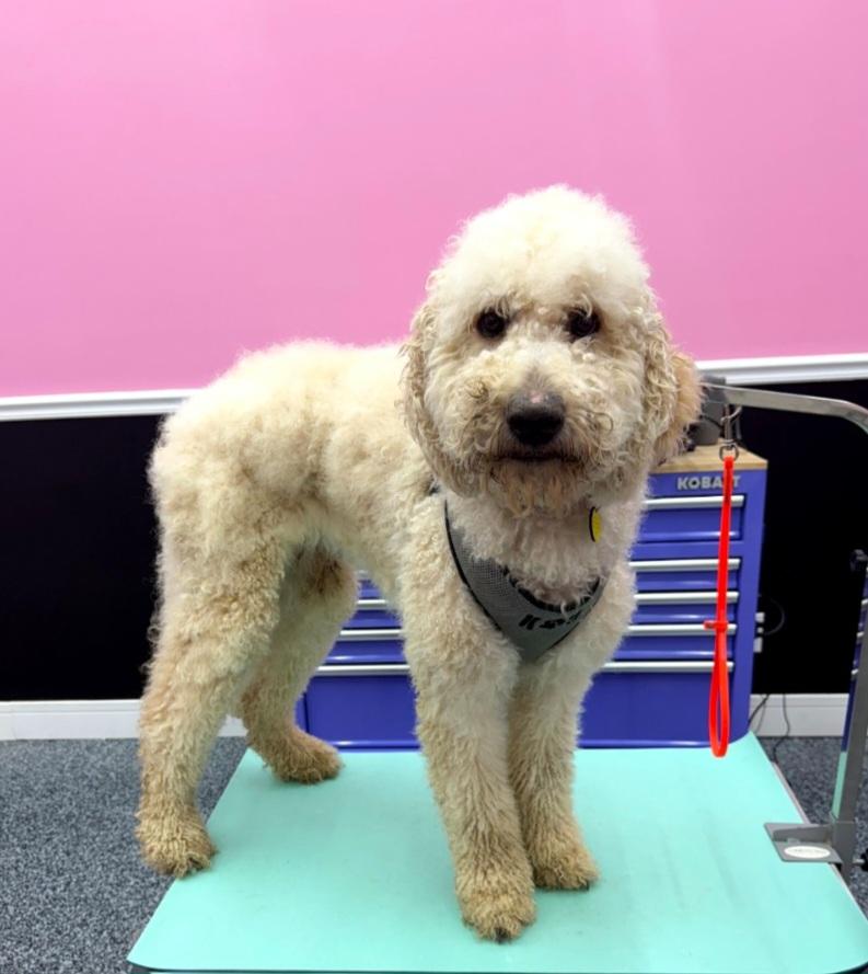 Enlarge Stan, a Adoptable Goldendoodle in Clarksburg, MD image 6/6