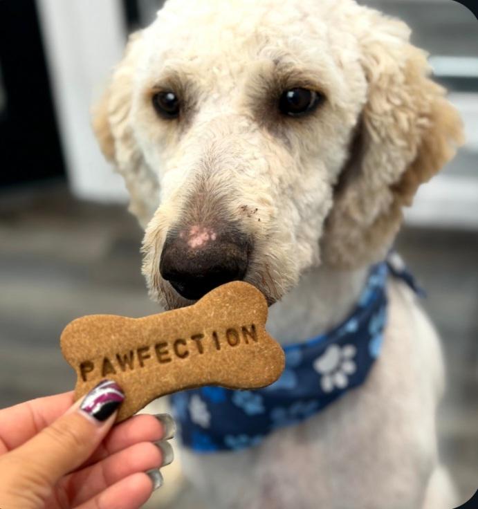 Stan, Adoptable, Young Male Goldendoodle.