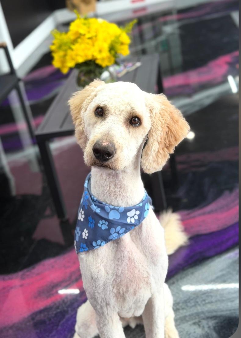 Enlarge Stan, a Adoptable Goldendoodle in Clarksburg, MD image 3/6