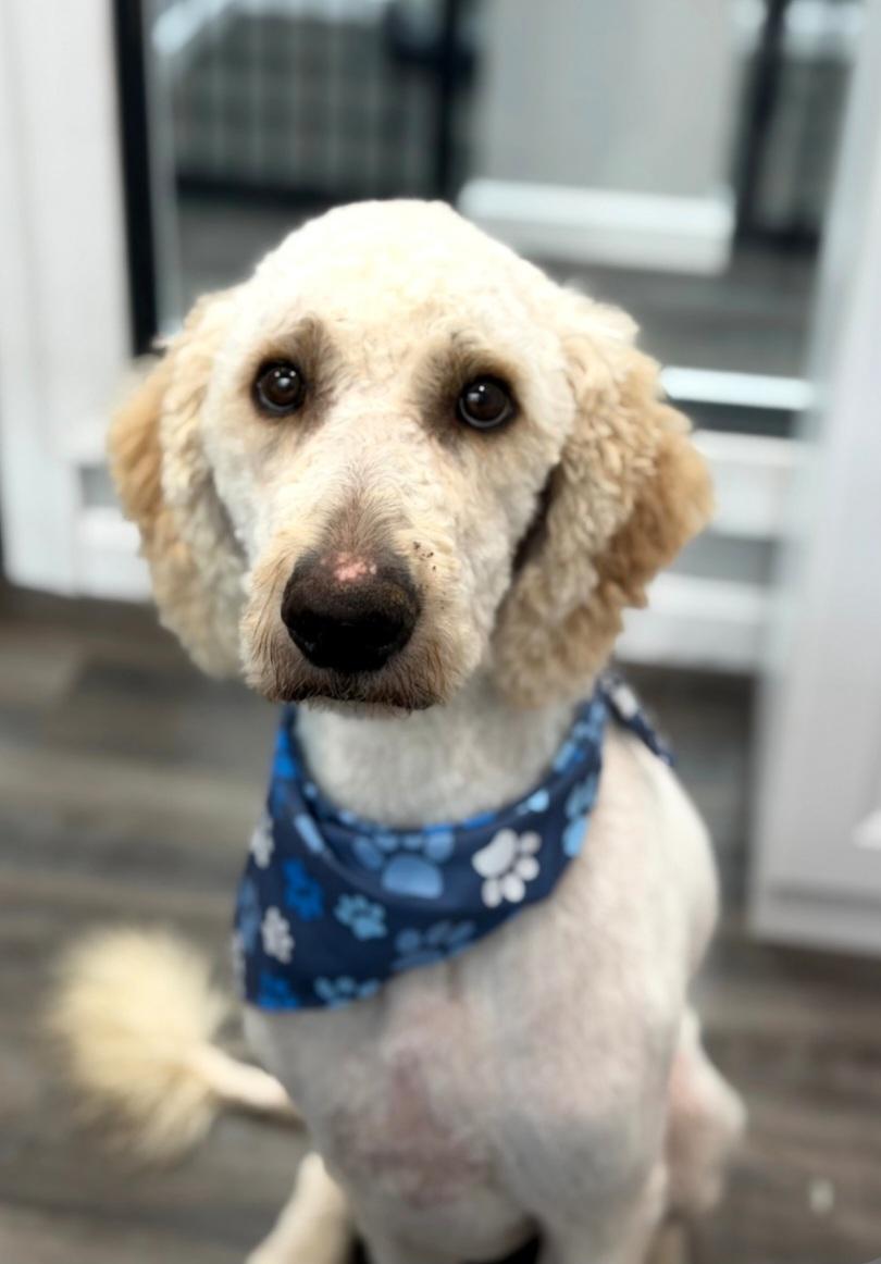 Enlarge Stan, a Adoptable Goldendoodle in Clarksburg, MD image 2/6
