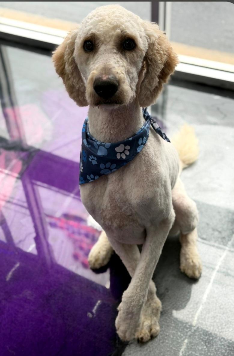 Enlarge Stan, a Adoptable Goldendoodle in Clarksburg, MD image 4/6