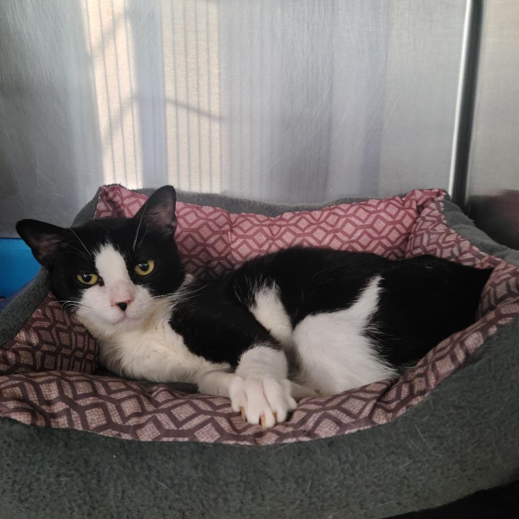 Bashir, Adoptable, Adult Male Domestic Short Hair.