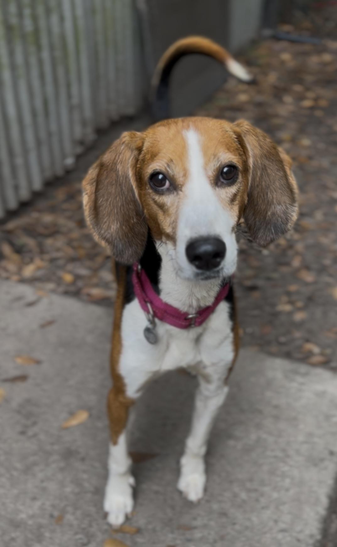 Mae, Adoptable, Adult Female Hound.