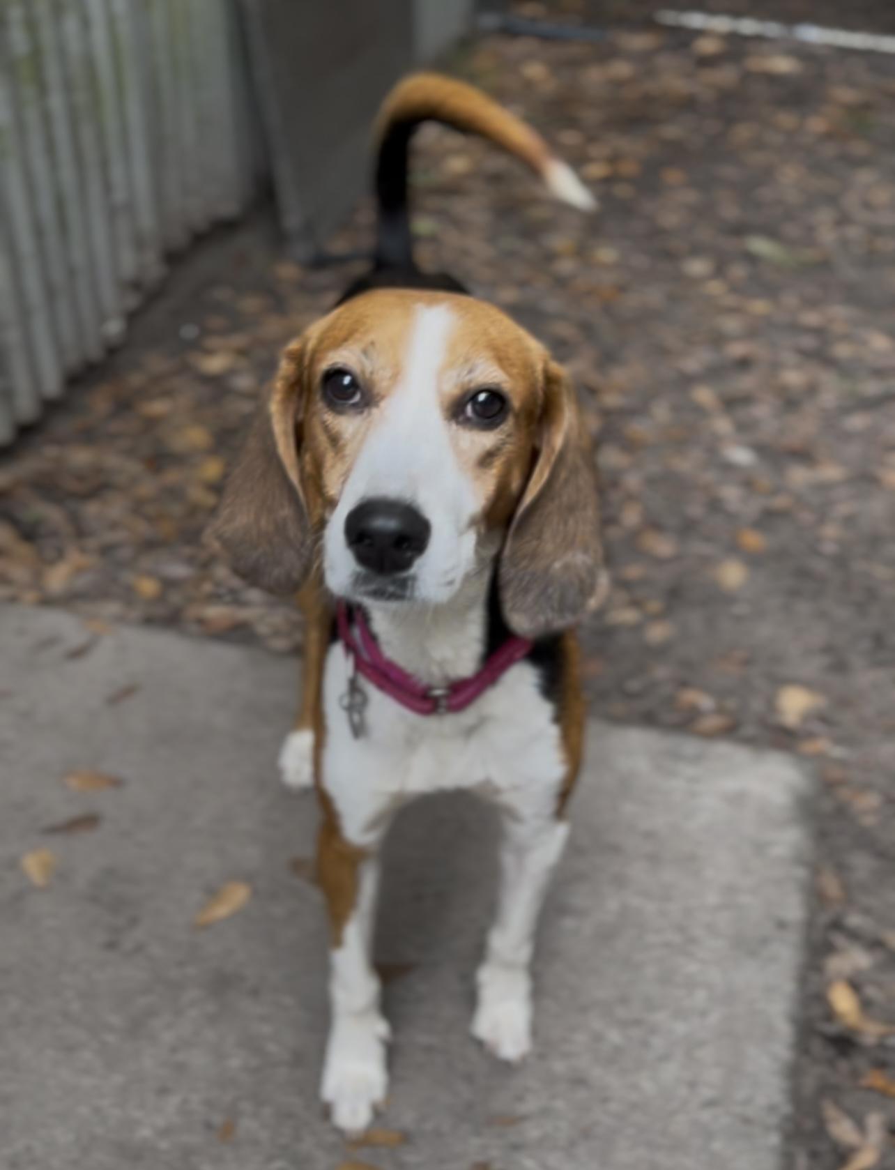 Enlarge Mae, a Adoptable Hound in Charleston, SC image 2/6