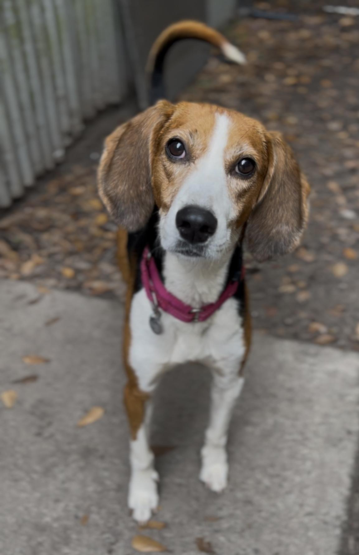 Enlarge Mae, a Adoptable Hound in Charleston, SC image 3/6