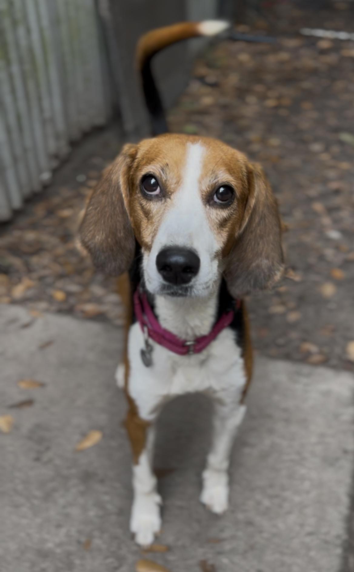 Enlarge Mae, a Adoptable Hound in Charleston, SC image 4/6