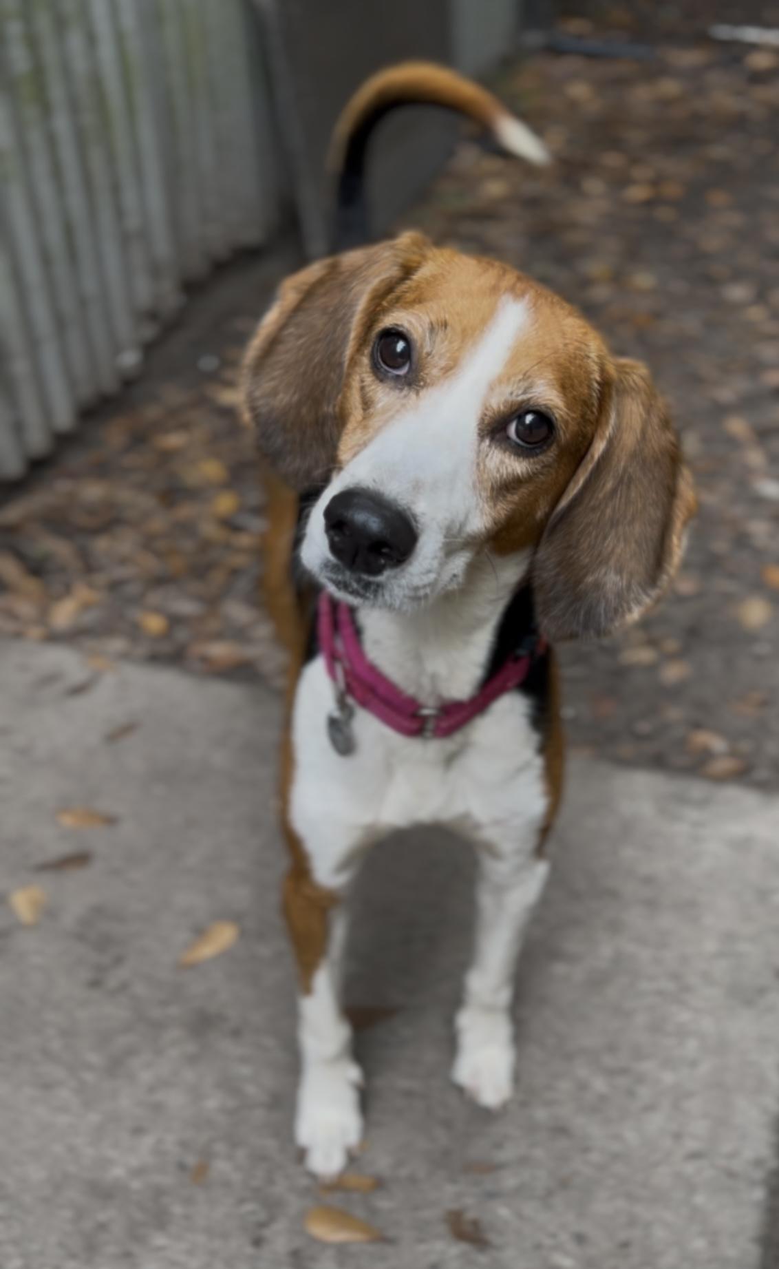 Enlarge Mae, a Adoptable Hound in Charleston, SC image 5/6