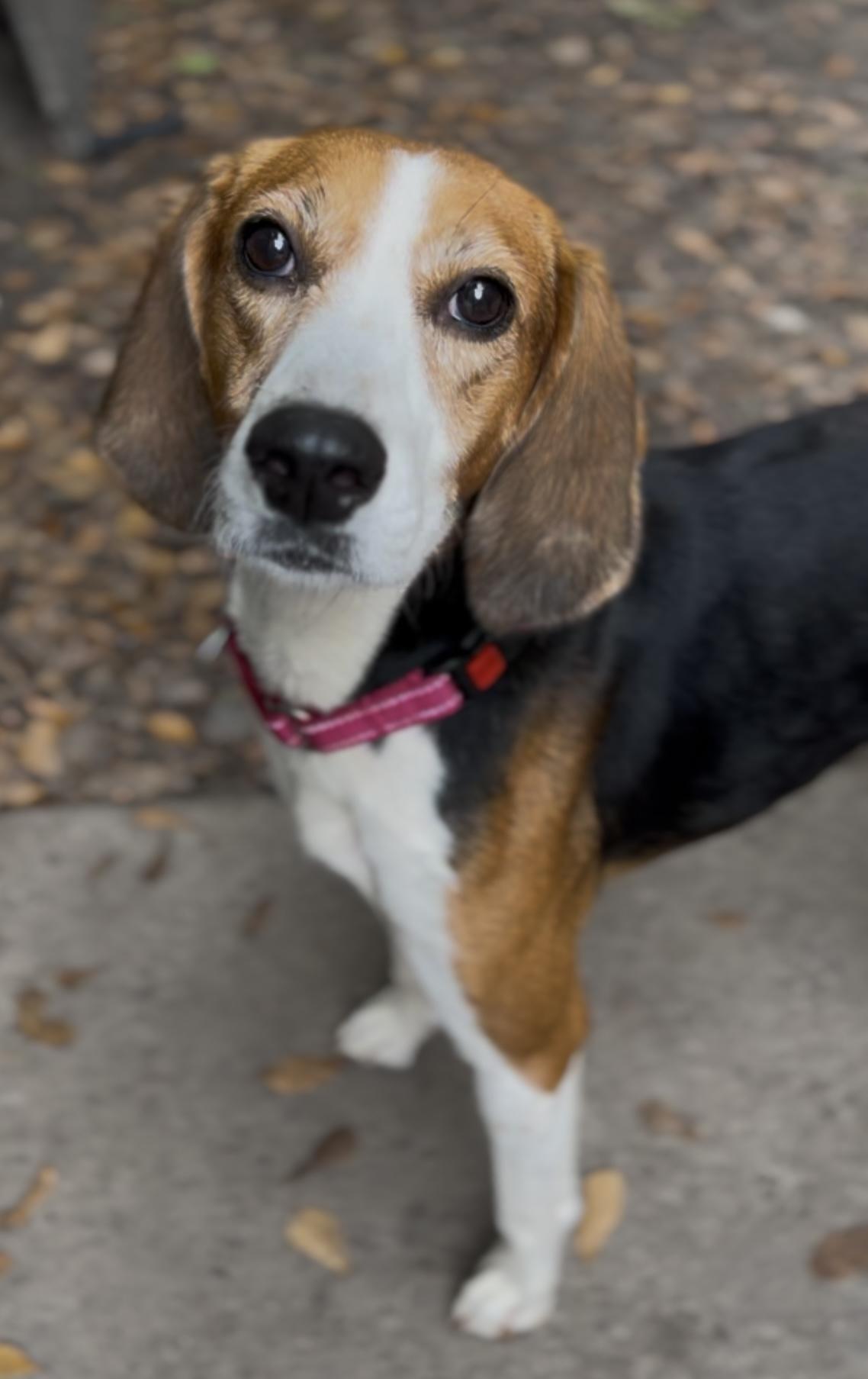 Enlarge Mae, a Adoptable Hound in Charleston, SC image 6/6