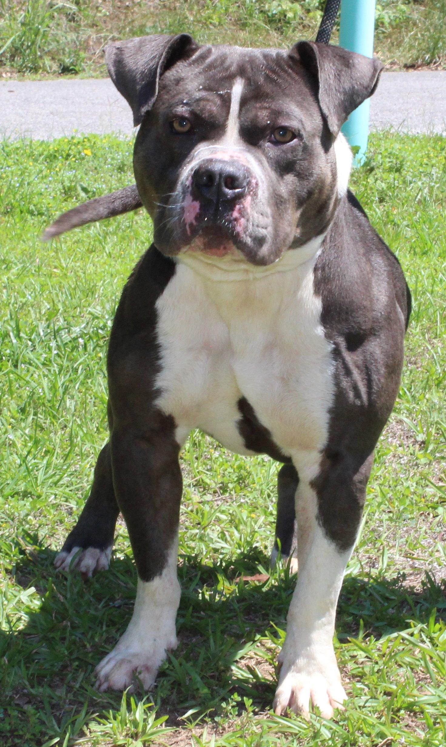 Enlarge Champ 43337, a Adoptable Pit Bull Terrier in Prattville, AL image 1/3