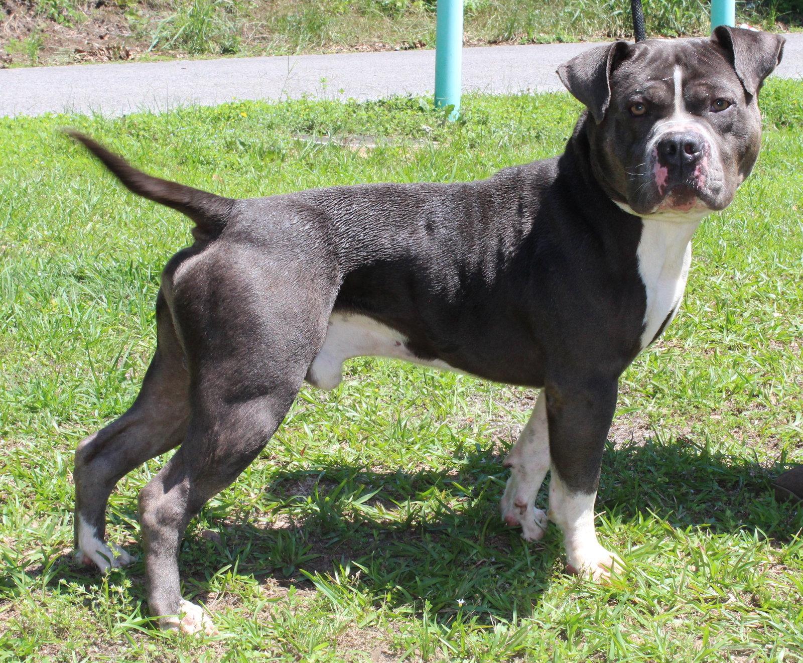 Enlarge Champ 43337, a Adoptable Pit Bull Terrier in Prattville, AL image 2/3
