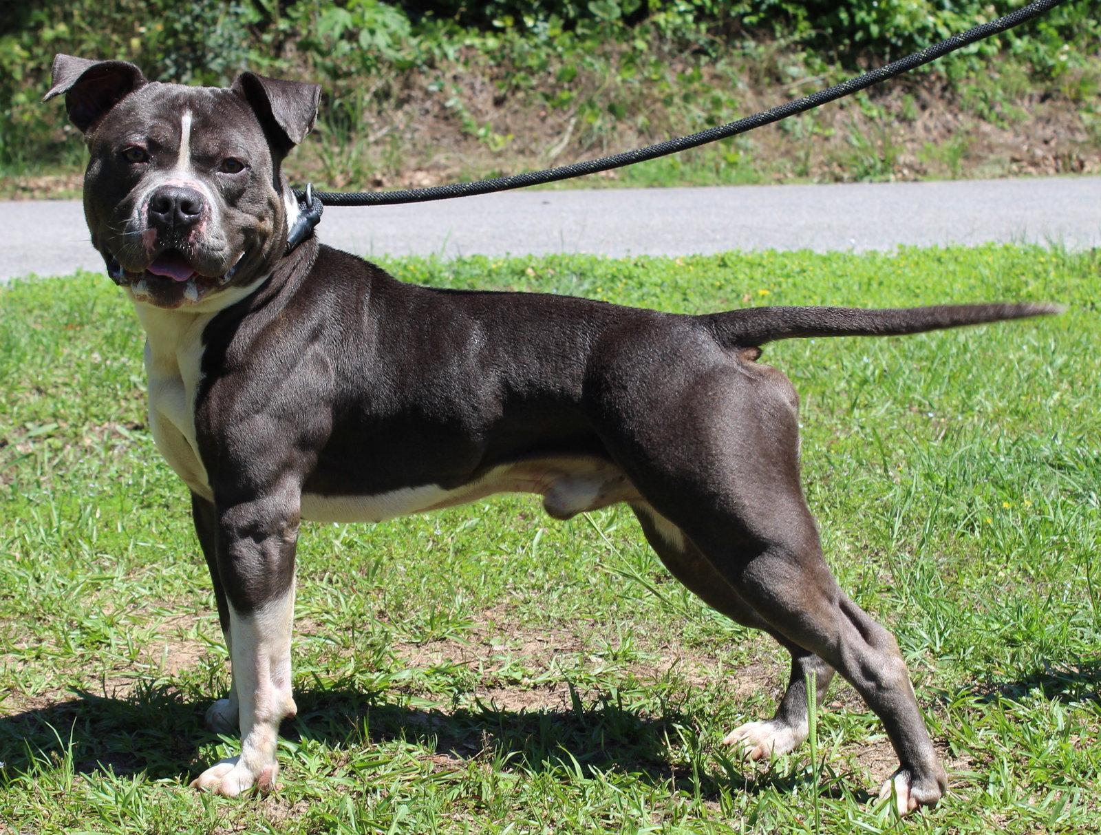 Enlarge Champ 43337, a Adoptable Pit Bull Terrier in Prattville, AL image 3/3