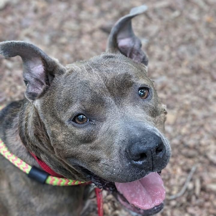 Princess (id /) thumbnail 4