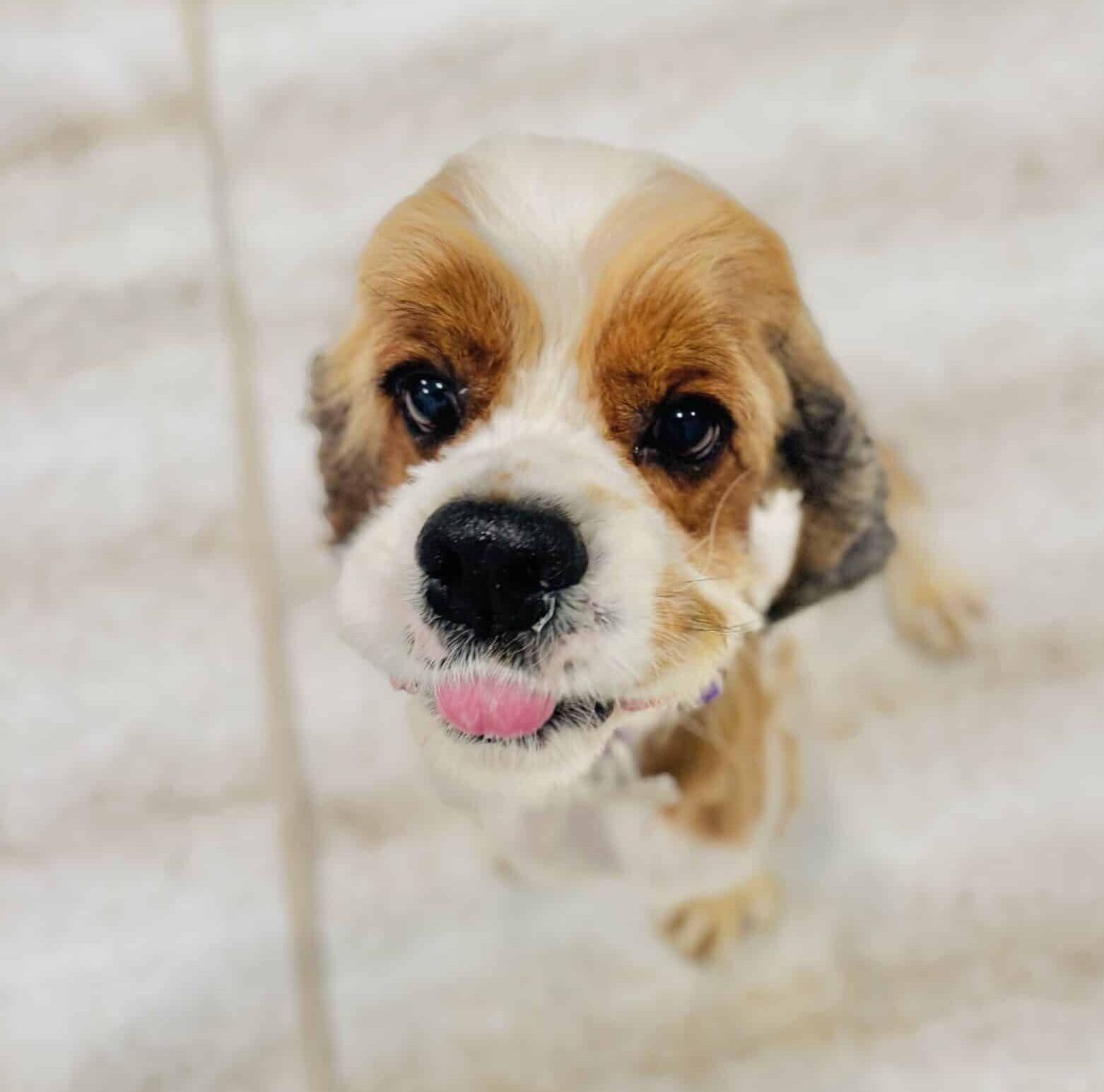Doc, Adoptable, Adult Male Cocker Spaniel.