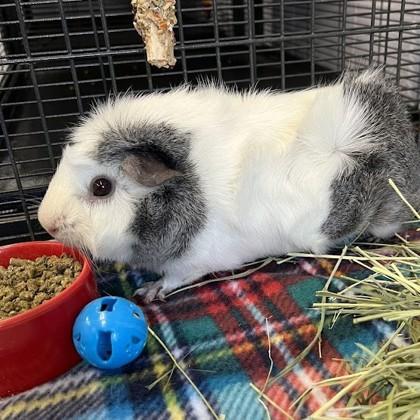 Michael, adoptable, Adult Male Guinea Pig.