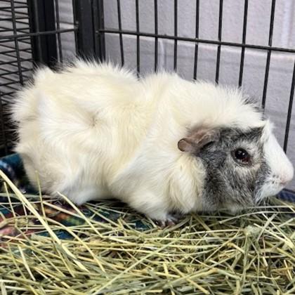 Enlarge Michael, an adoptable Guinea Pig in Syracuse, NY image 2/2